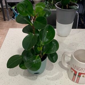 Lush Green Peperomia Plant
